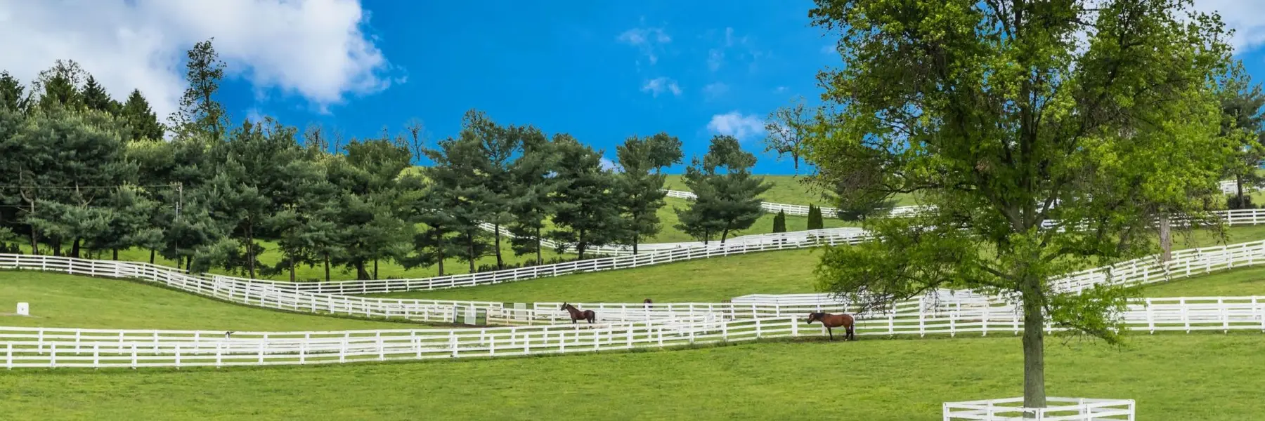 Colts Neck