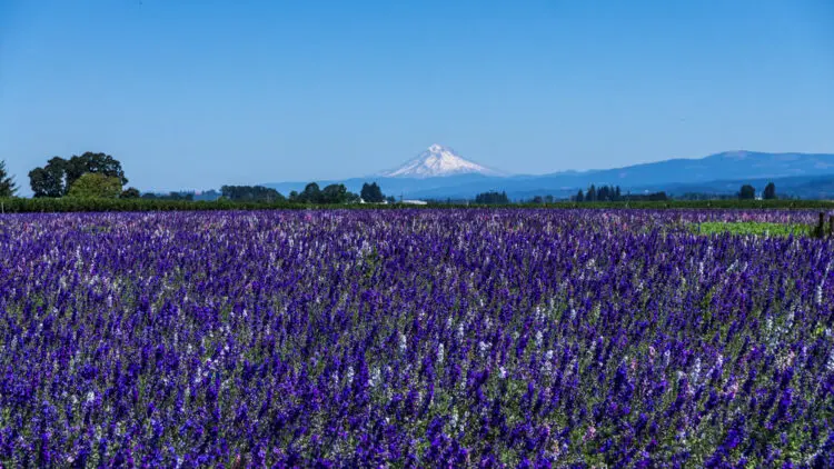 Newberg