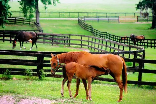 Ocala