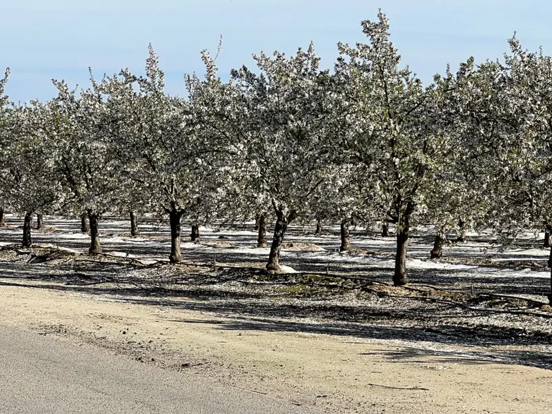 Visalia
