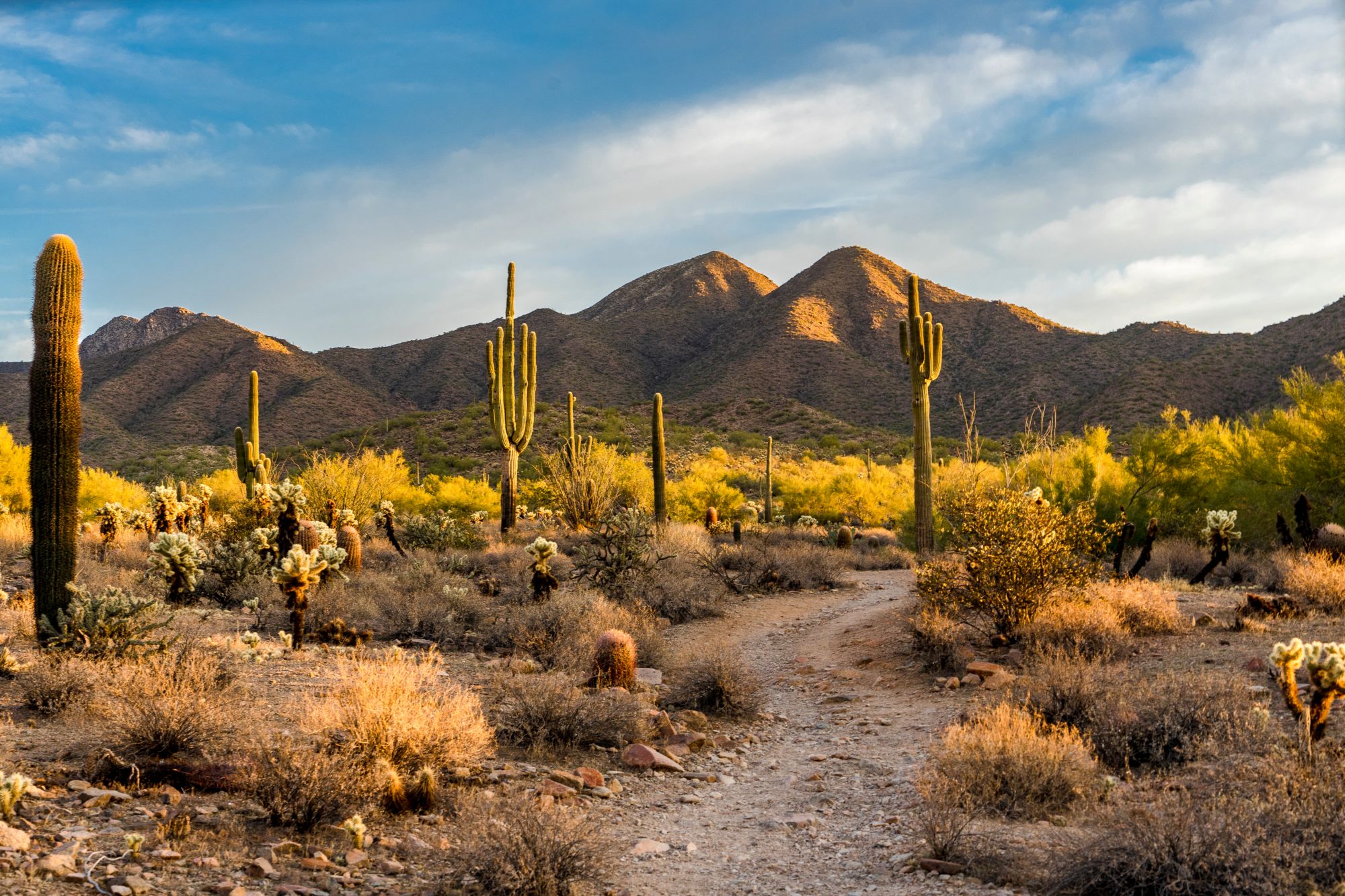 Sonoran desert landscape with saguaro cacti and mountains near Phoenix, Arizona