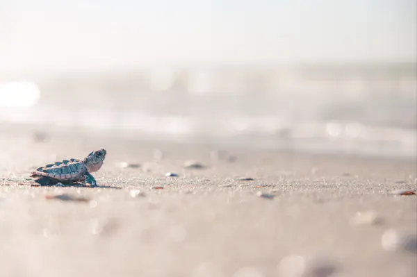 feature image of MILISSA SPRECHER REALTOR® WANTS TO SPONSOR A SEA TURTLE NEST IN YOUR NAME.