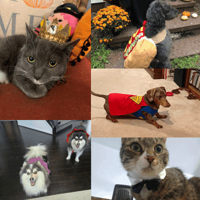 Howl-O-Ween