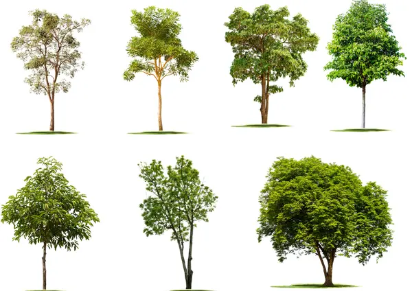 feature image of Types of Trees in Southern Maryland