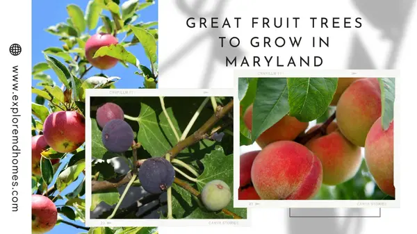 feature image of Great Fruit Trees to Grow in Maryland