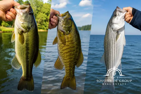 feature image of Difference between Bass Fish- Large Mouth, Small Mouth, and Striped Bass