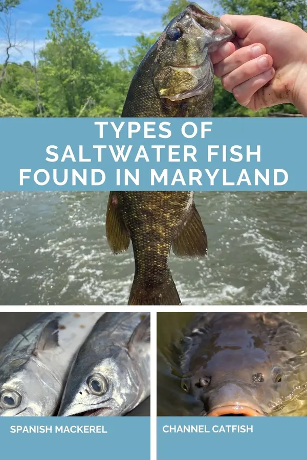 feature image of Types of Saltwater Fish Found in Maryland