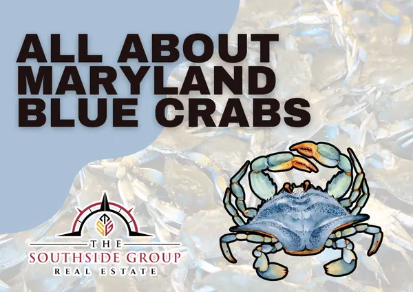feature image of All About Maryland Blue Crabs
