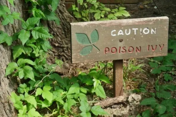 feature image of Poison ivy Facts and How to Identify it in Southern Maryland