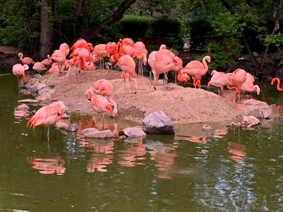 Denver Zoo - 2020 All You Need to Know BEFORE You Go (with Photos) - Tripadvisor