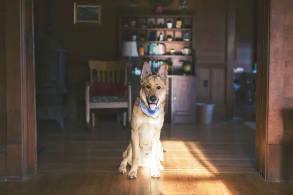 6 Essential Home Amenities for Dog Lovers