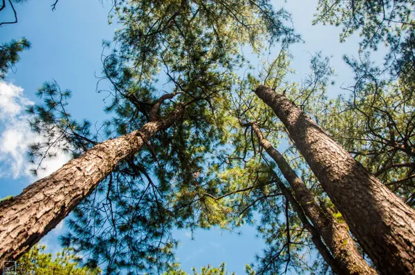 Eco-Friendly Home Tips to Celebrate Earth Week,Lauren Roman