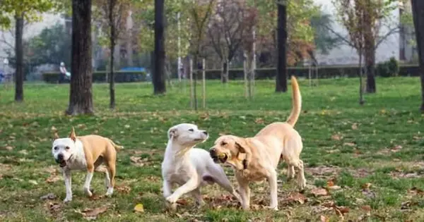 Pups & Prime Real Estate: Living Near Gilchrist Dog Park in Plant City, FL,Mike Griffin