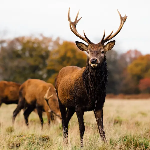 Deer Photo