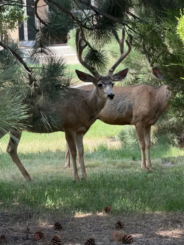 Colorado Springs Real Estate Market Update: Trends & What’s Next,Courtney Gibbs