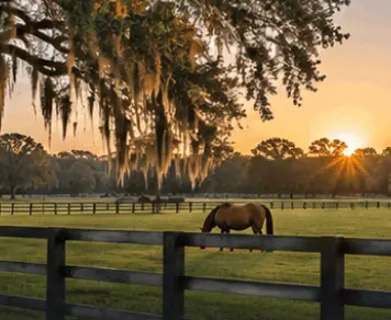 Ocala