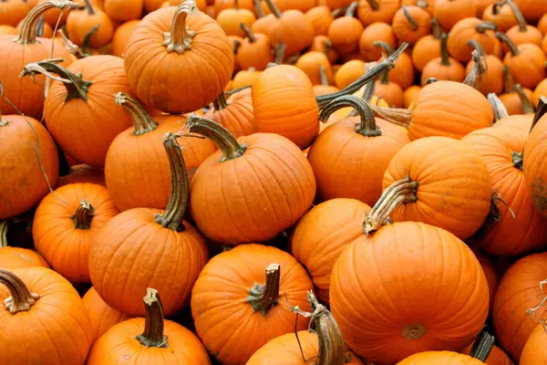 Best Pumpkin Patches in Amarillo, TX for 2026,OnDemand Realty Amarillo