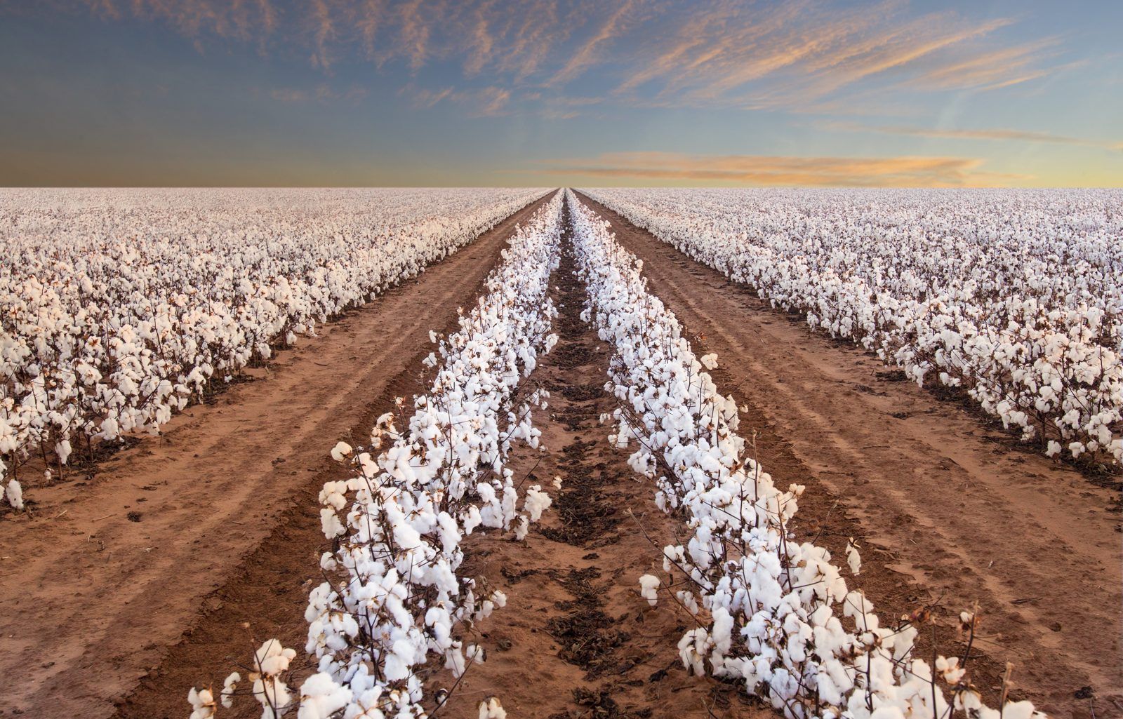 West Texas cotton field at sunset