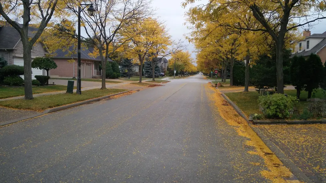 Tree-lined residential street