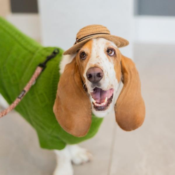 Sam The Real Estate Basset