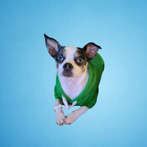 Steve The Real Estate Dog