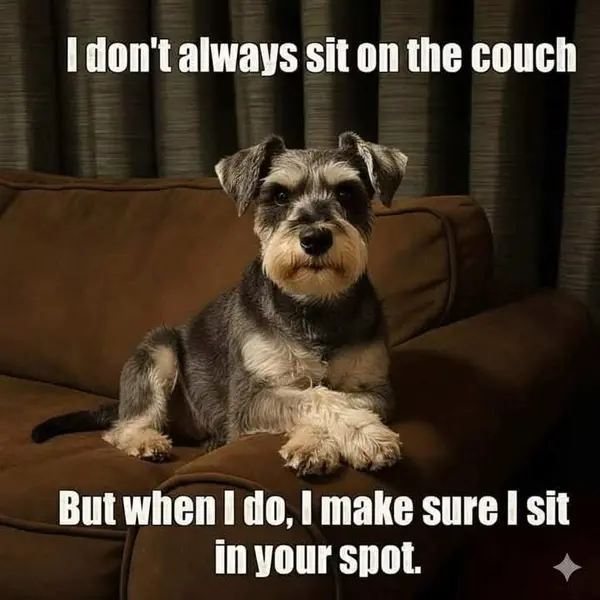 🐾 Friday Funny 🐾
“I don’t always sit on the couch… but when I do, it’s in YOUR spot. 😎”
Kind of like buyers on a Friday—when they find the perfect house, they’re quick to claim their spot too! 🏡✨
Happy Friday, friends—if you’re ready to find your spot, I’m here to help! 💙
#FridayFunny #ShelleyBTXRealtor #FindYourSpot #SellWithShell