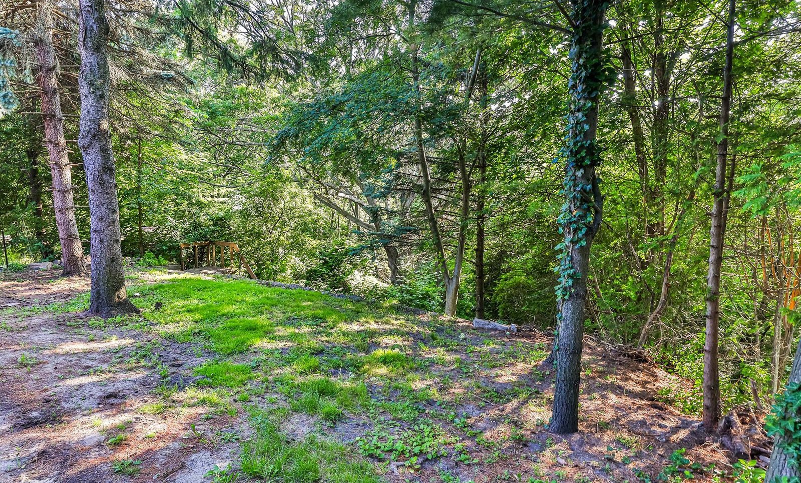 Treed backyard at 224 Ellis Avenue