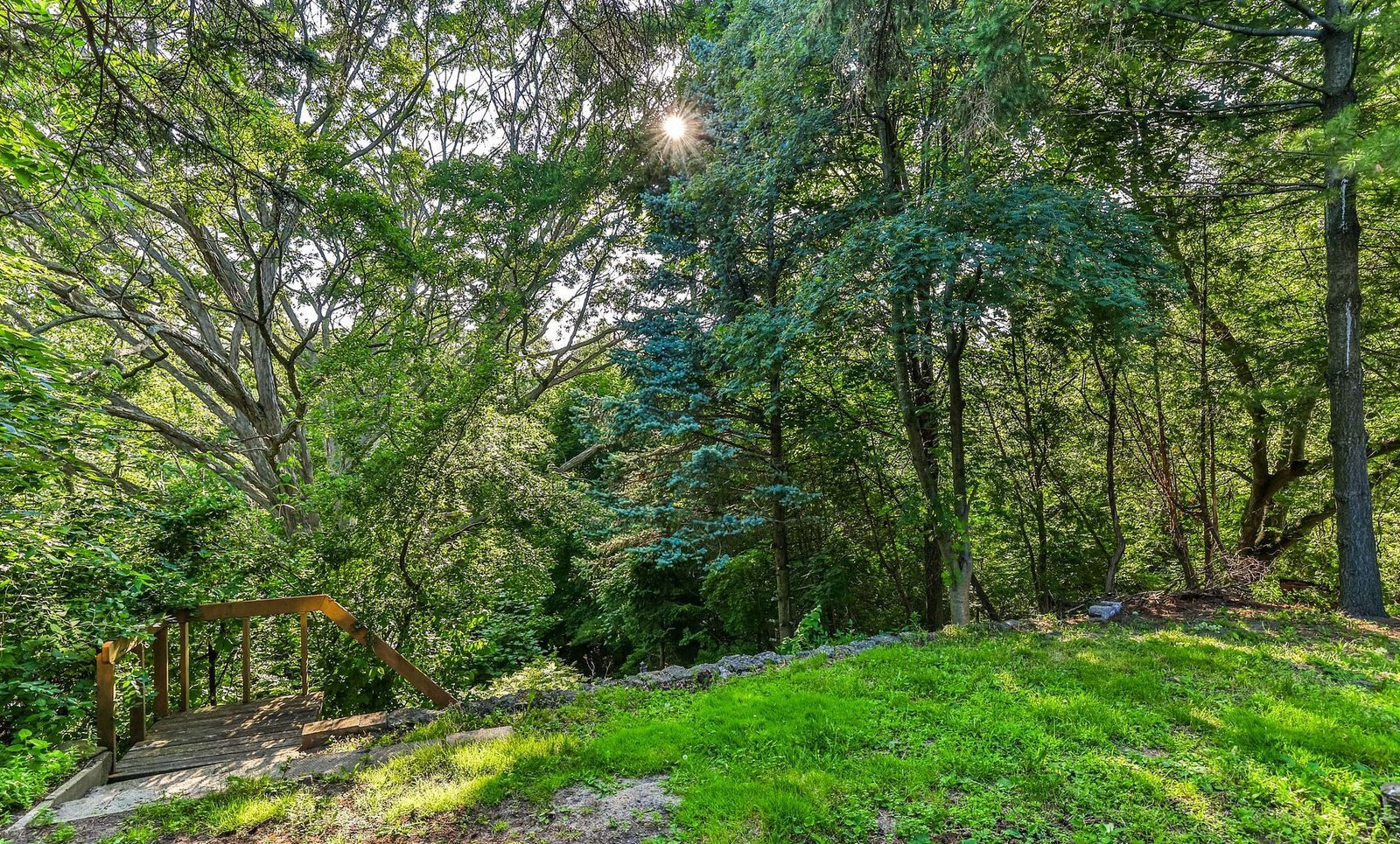 Backyard greenery at 224 Ellis Avenue