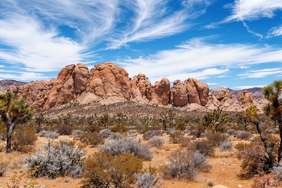 Joshua Tree
