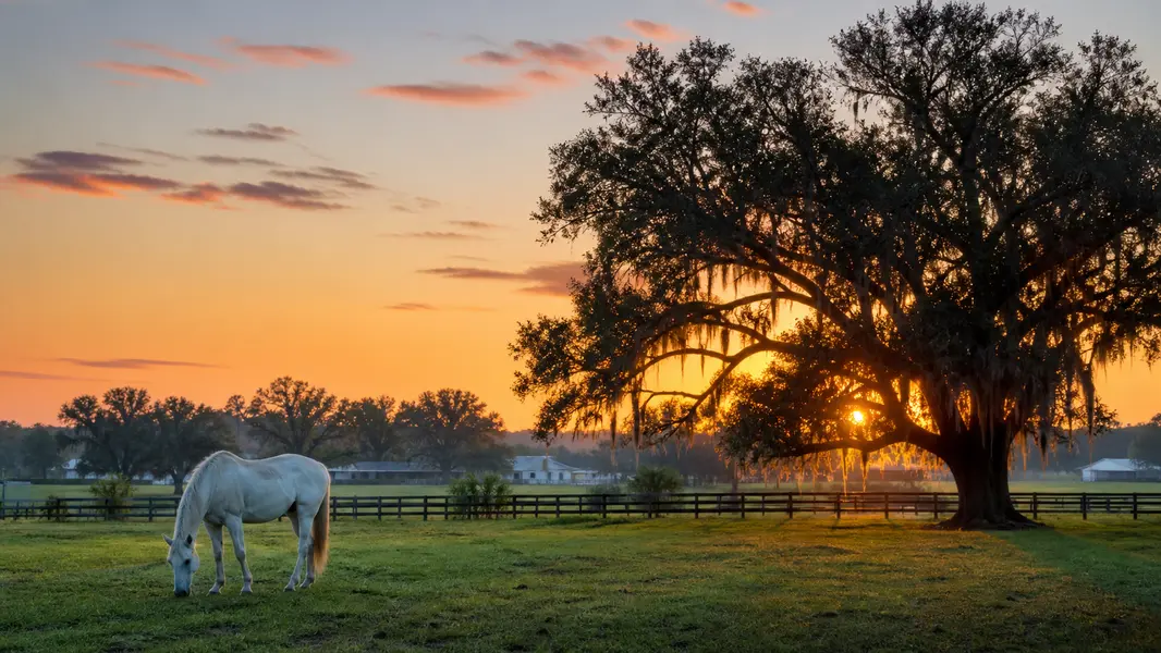 Ocala