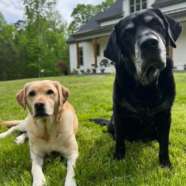 Apollo & Sunny