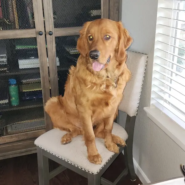 Maverick The Retriever