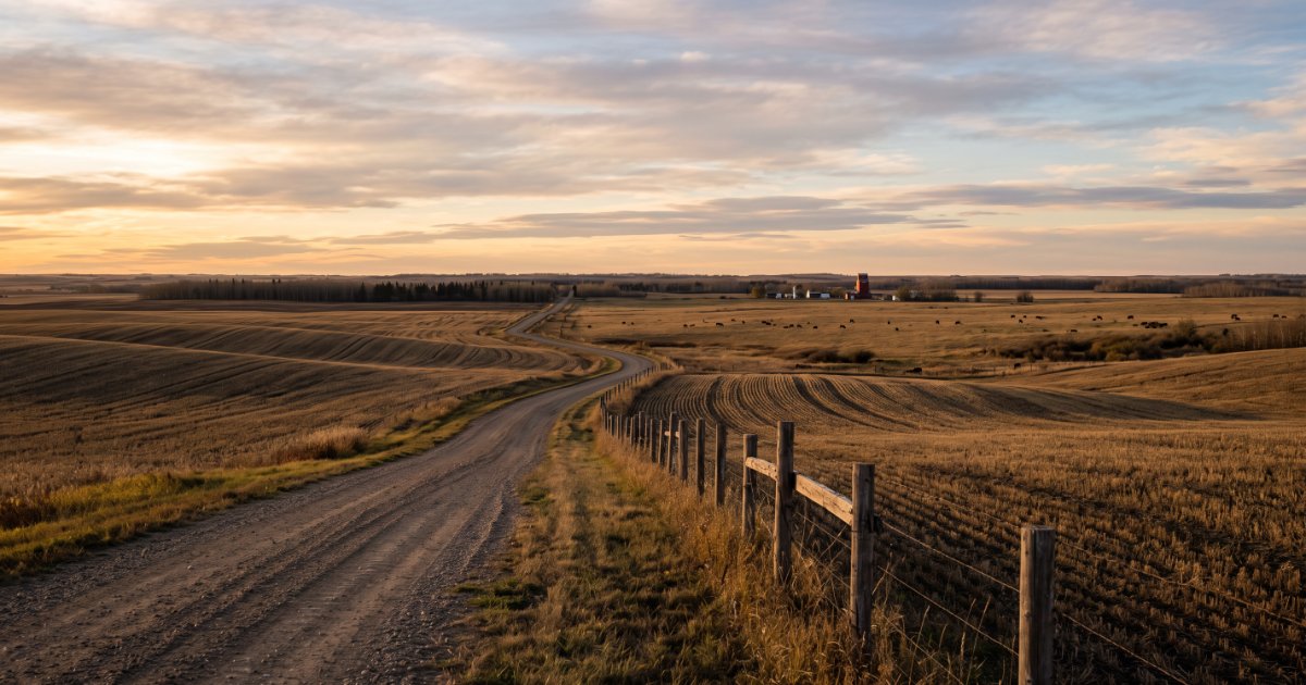 Wide golden-hour view of Alberta prairie farmland outside Edmonton with a gravel road leading toward the horizon