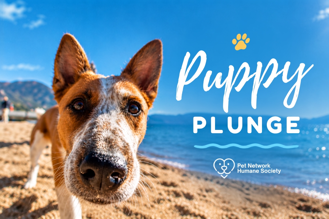 Puppy Plunge Incline Ski Beach