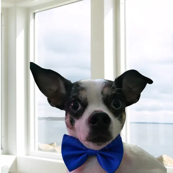 Steve The Real Estate Dog